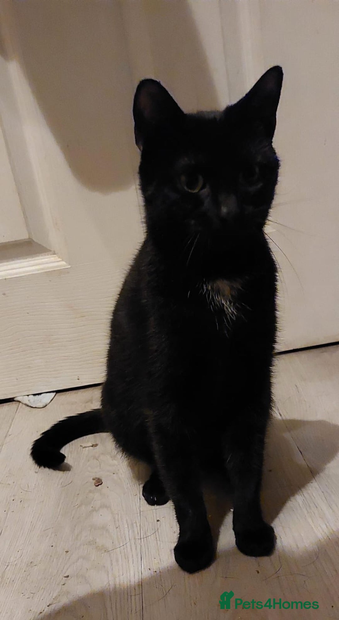 Mixed Breed cats for sale: The cutest little kittens for sale  - Advert 6