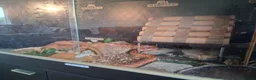Corn Snake reptiles for sale: Gorgeous corn snake with viv and full set up in Clynderwen - Advert 12