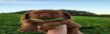 Cocker Spaniel 1