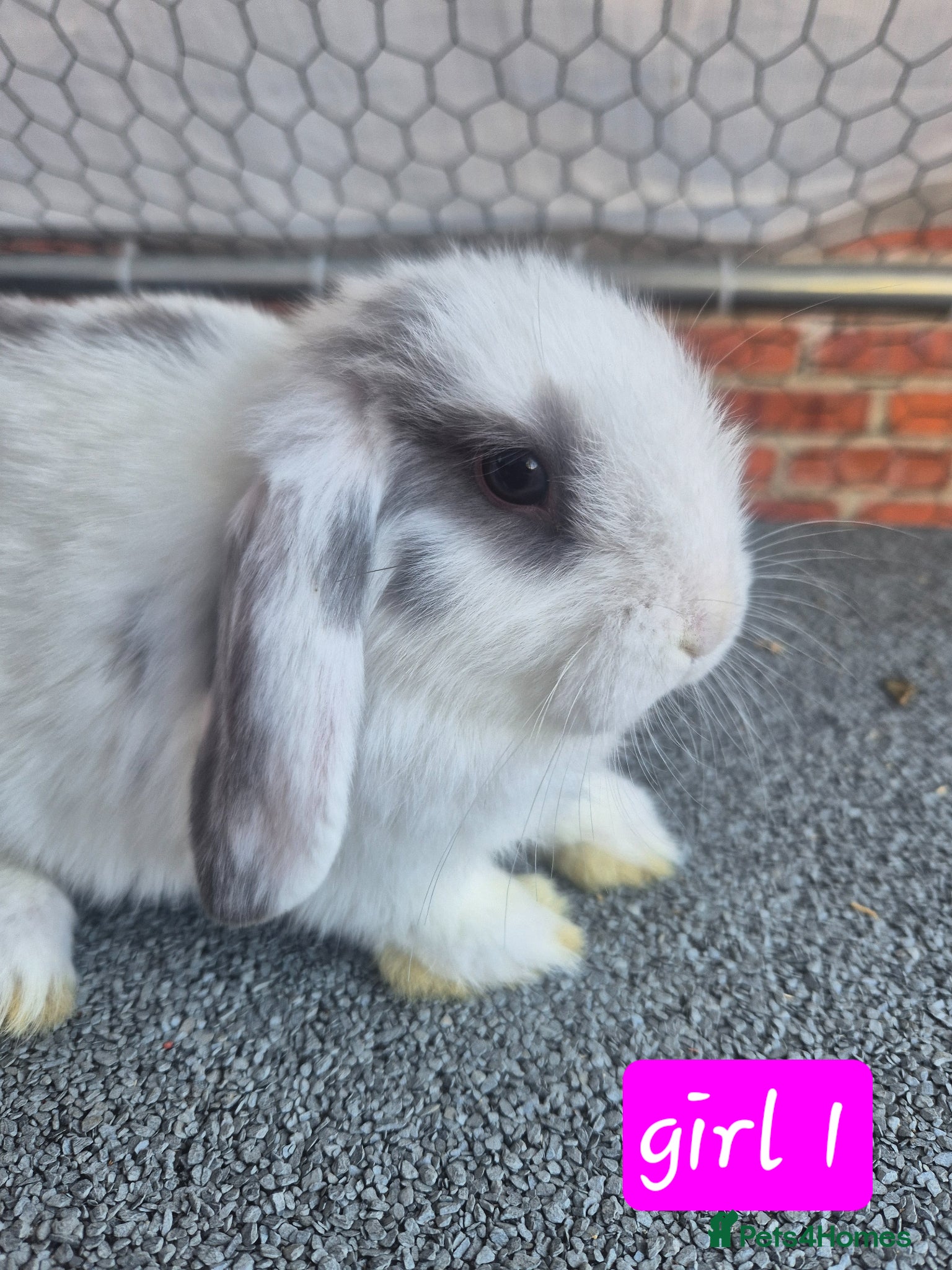 Mini Lop rabbits 💙 2 x girls 3 x boys available now❤️  - Advert 1
