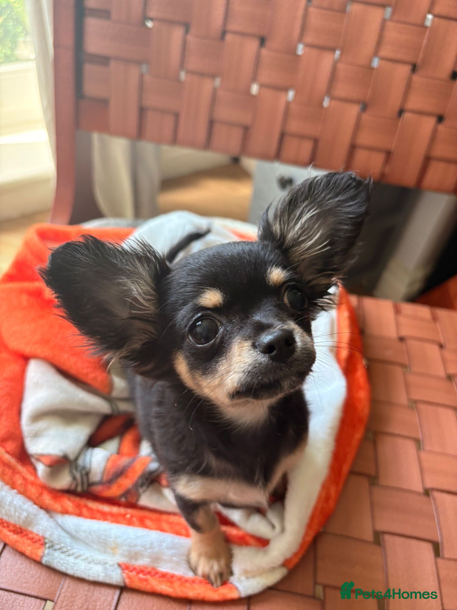 Chihuahua dogs  🐾 One little precious girl remaining 🐾  - Advert 20