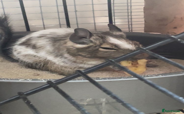 Degus rodents - Advert 1