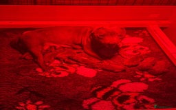 Staffordshire Bull Terrier dogs for sale: Gorgeous KC Reg/Health Tested Blue SBT Puppies - Image 36