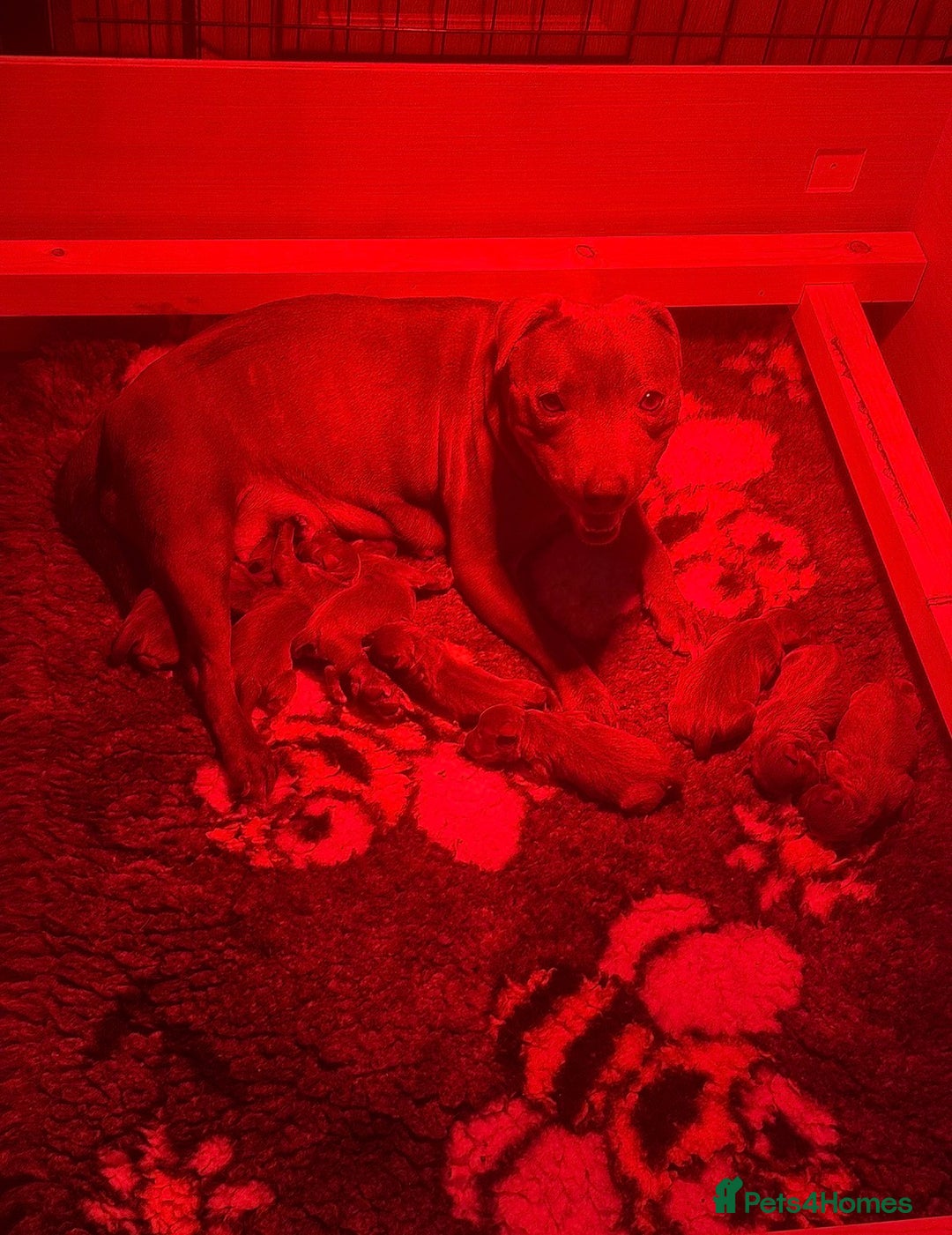 Staffordshire Bull Terrier dogs for sale: Gorgeous KC Reg/Health Tested Blue SBT Puppies - Image 36