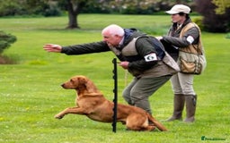 Labrador Retriever dogs for sale: KC Reg Fox red labrador litter of 6 dogs 4 bitches - Image 14