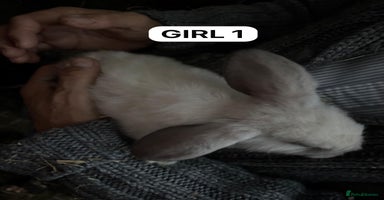 Mini Lop rabbits - Advert 14