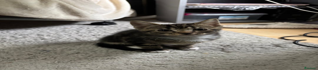 Domestic Shorthair Kitten 3
