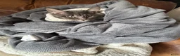 Maine Coon cats for sale: 🐾 BEAUTIFUL MAINE COON KITTENS FOR SALE 🐾 in Margate - Advert 4