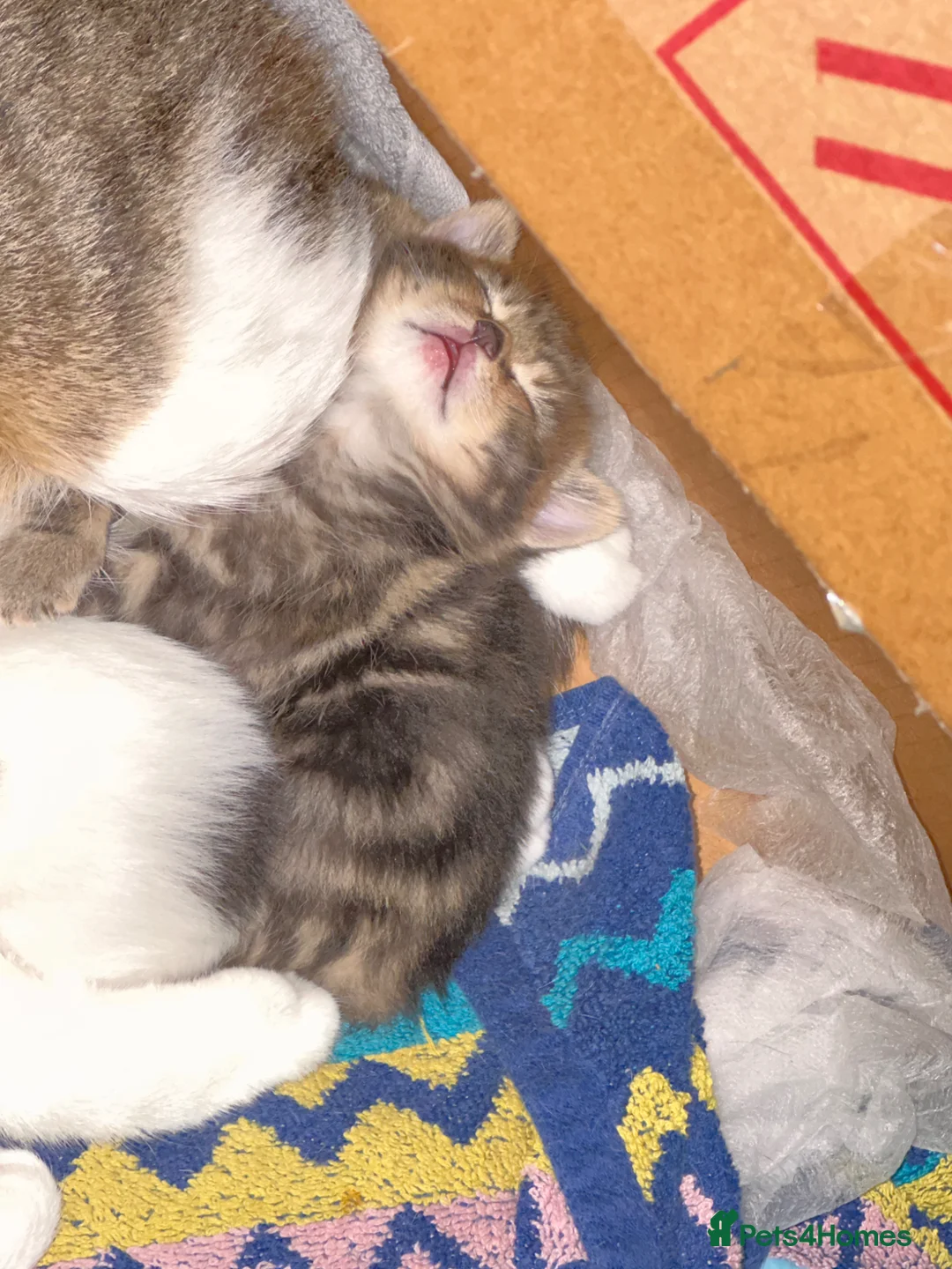 American Wirehair cats for sale: American Wirehair  in London - Advert 1