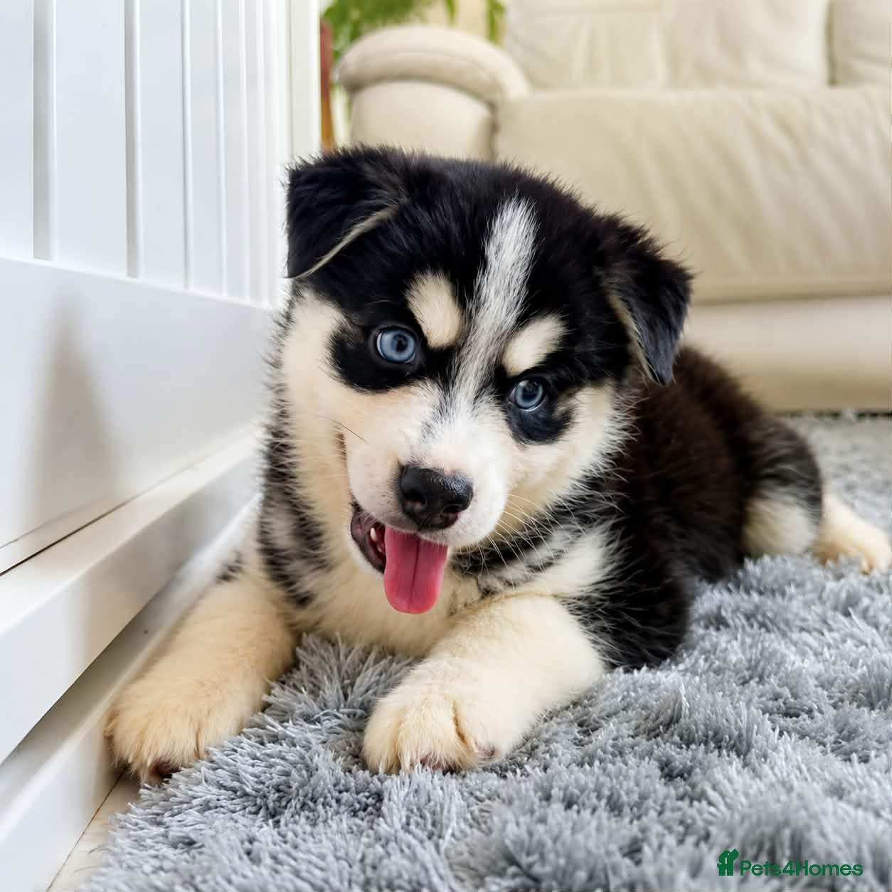 Pomsky dogs Fully Vaccinated! Ready Now - F3 Pomsky Puppies - Advert 8