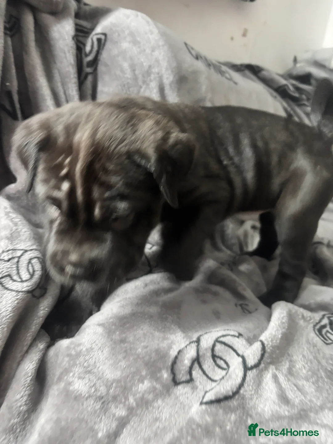 Mixed Breed dogs for sale: Staff/shar pei puppies - Advert 11