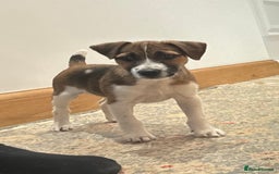 Jack Russell dogs for sale: One 10week old docked pure breed broken coated boy - Image 13