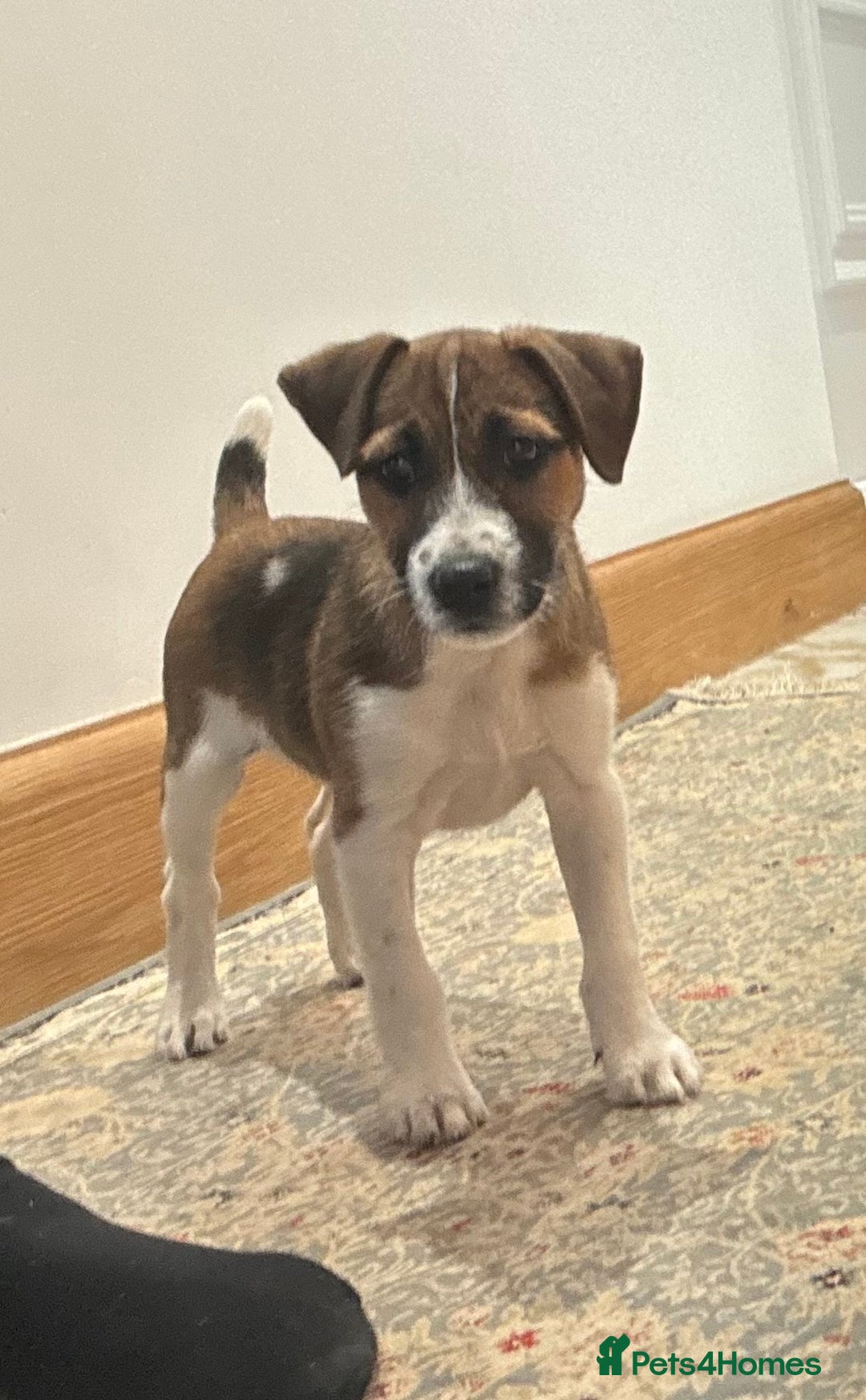 Jack Russell dogs for sale: One 10week old docked pure breed broken coated boy - Image 13