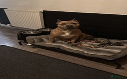 American Bully dogs for stud: American pocket muscle tone bully  - Advert 6