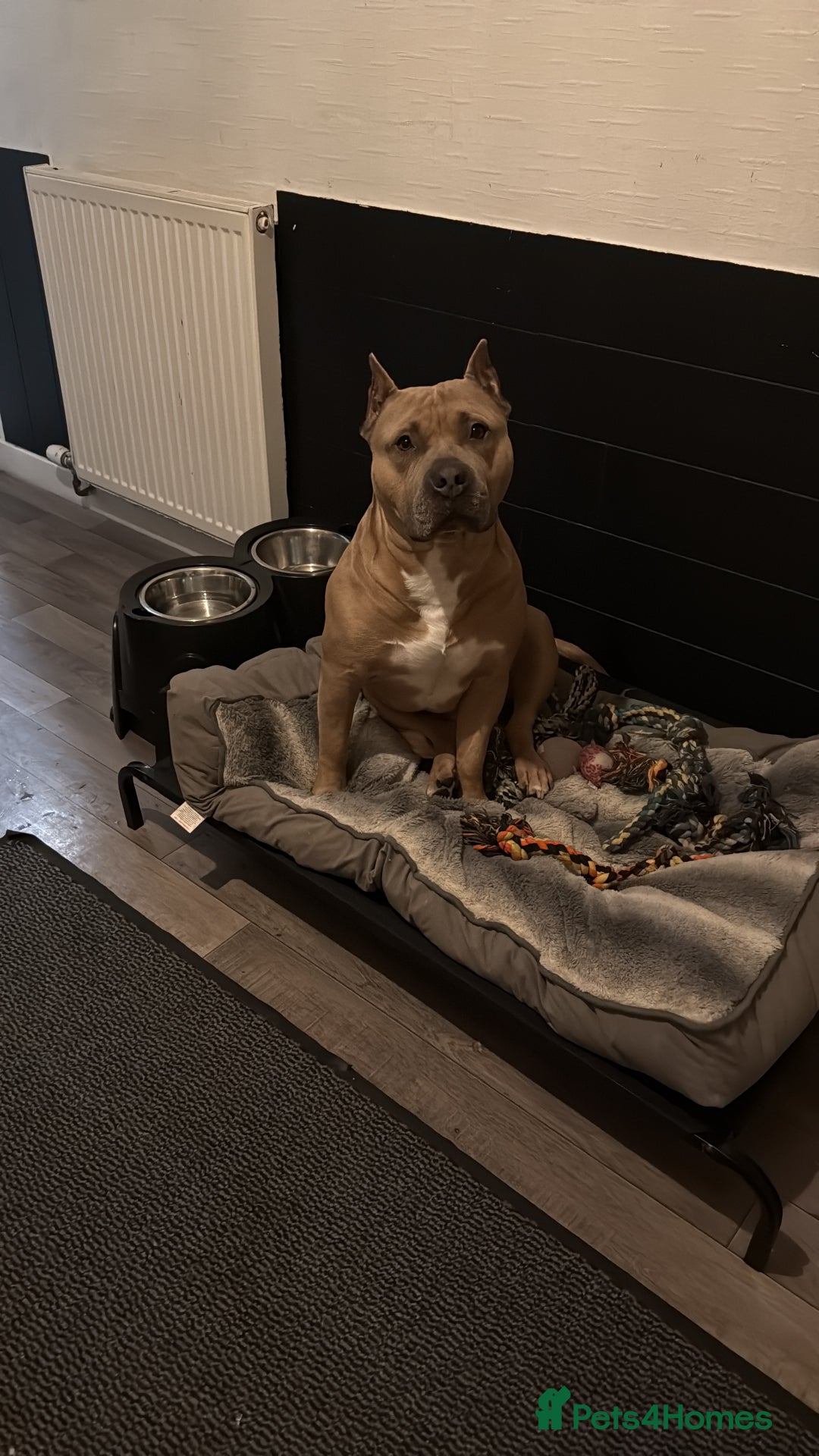 American Bully dogs for stud: American pocket muscle tone bully  - Advert 6