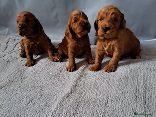Cockapoo dogs F1 Toy fox red cockerpoos ready to leave 23rd Dec! - Advert 5