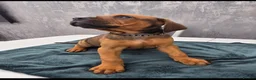 Mixed Breed dogs for sale: Dogue de bordeaux / Doberman  - Advert 10
