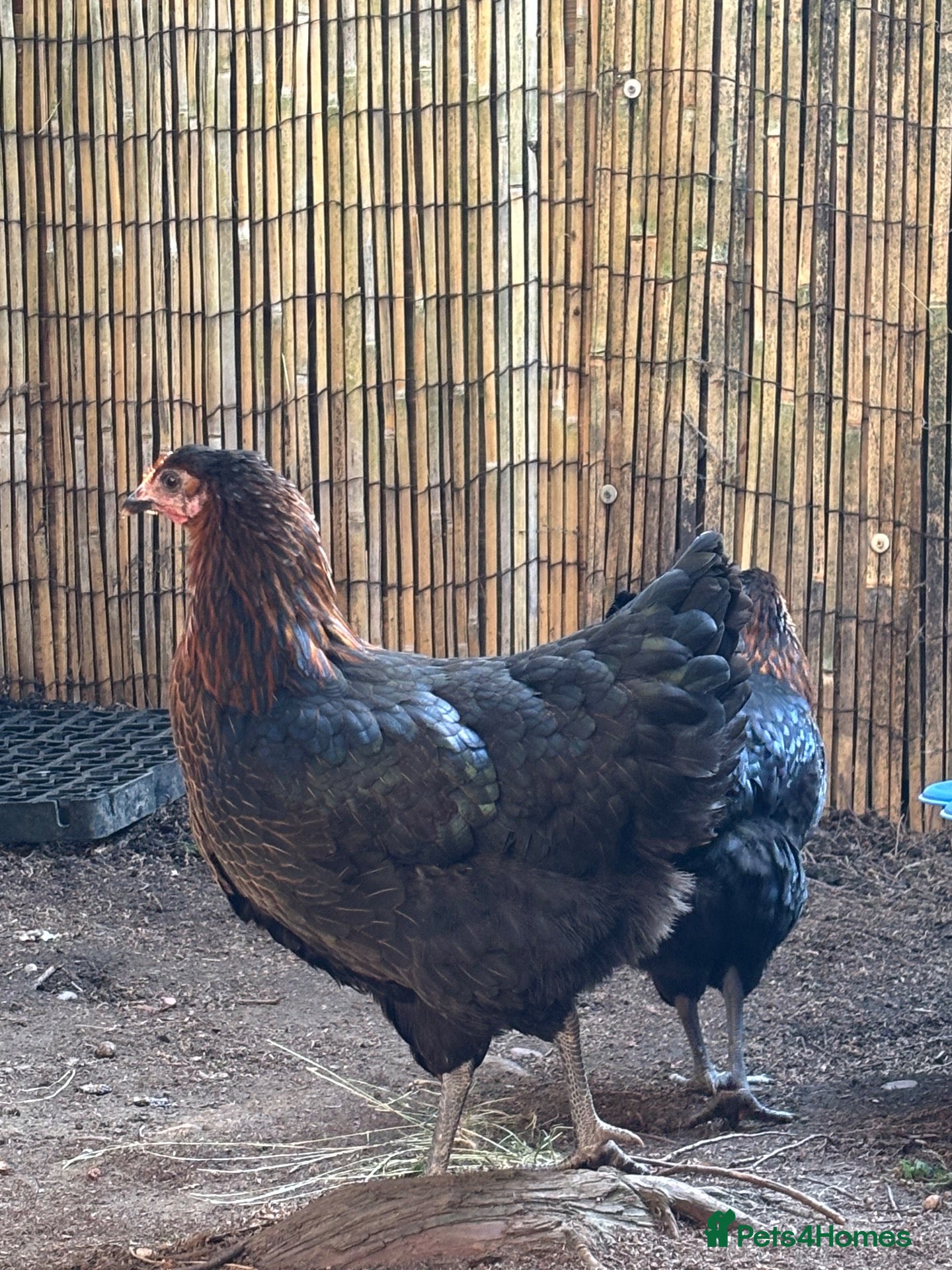 Chickens poultry Four copper maran hybrid hens for sale - Advert 1