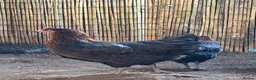 Chickens poultry for sale: Four copper maran hybrid hens for sale in Leek - Advert 1