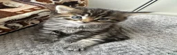 Maine Coon cats for sale: Fluffy Tortoiseshell Girl and Black Boy Kittens - Advert 6
