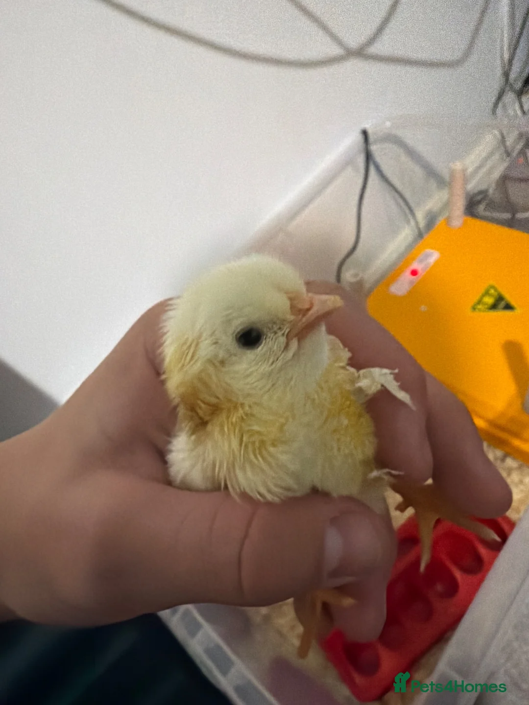 Mixed Breed poultry for sale: MIXED BREED CHICKS in Matlock - Advert 2