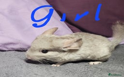 Chinchilla rodents for sale: We have several baby chinchillas  - Image 3