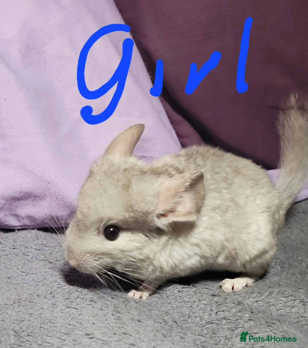 Chinchilla rodents for sale: We have several baby chinchillas  - Image 3