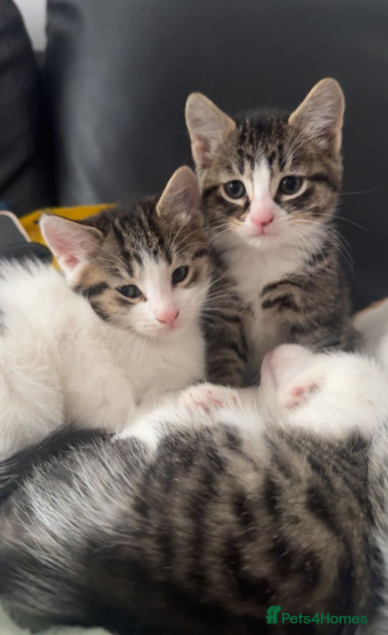 Mixed Breed cats 4 Mixed Breed kitten's for sale £40 each. - Advert 7