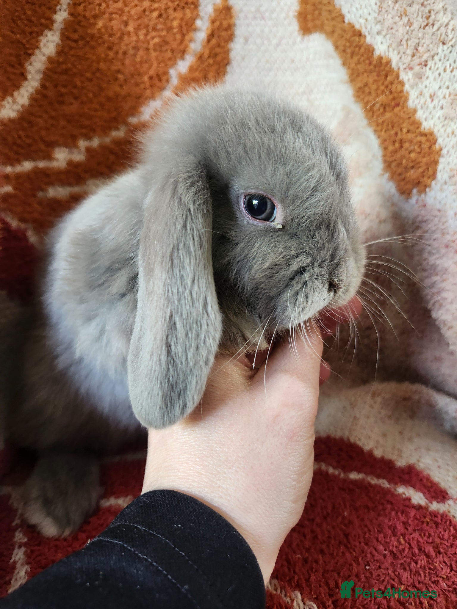 Mini Lop rabbits Beautiful mini lops, smoke and chocolate sable - Advert 2