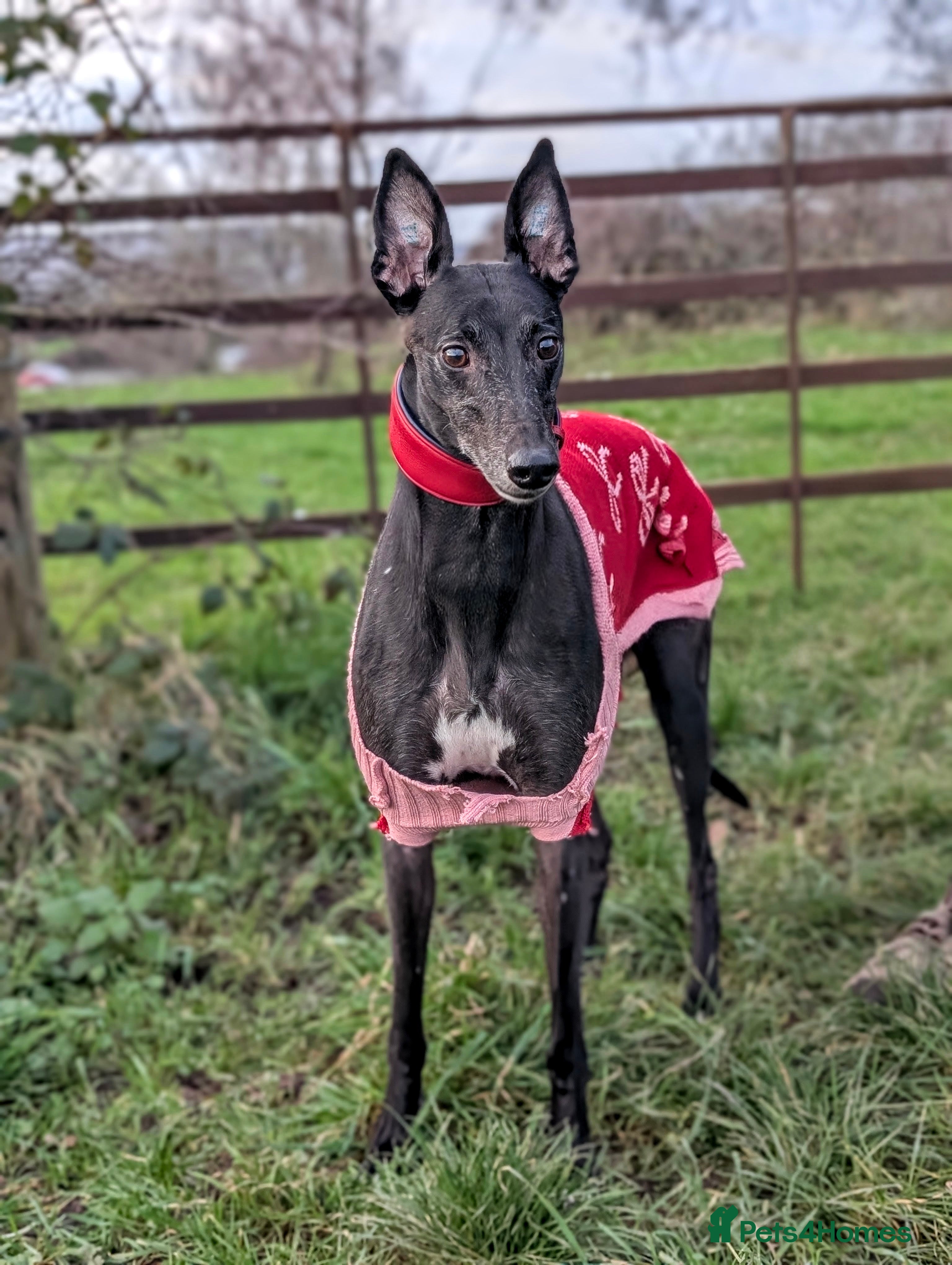 Greyhound dogs Sweet Bella wants a new forever home - Advert 1