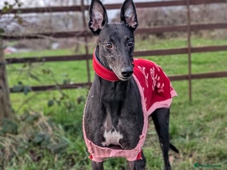 Greyhound dogs Sweet Bella wants a new forever home - Advert 15
