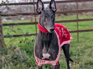 Greyhound dogs Sweet Bella wants a new forever home - Advert 1