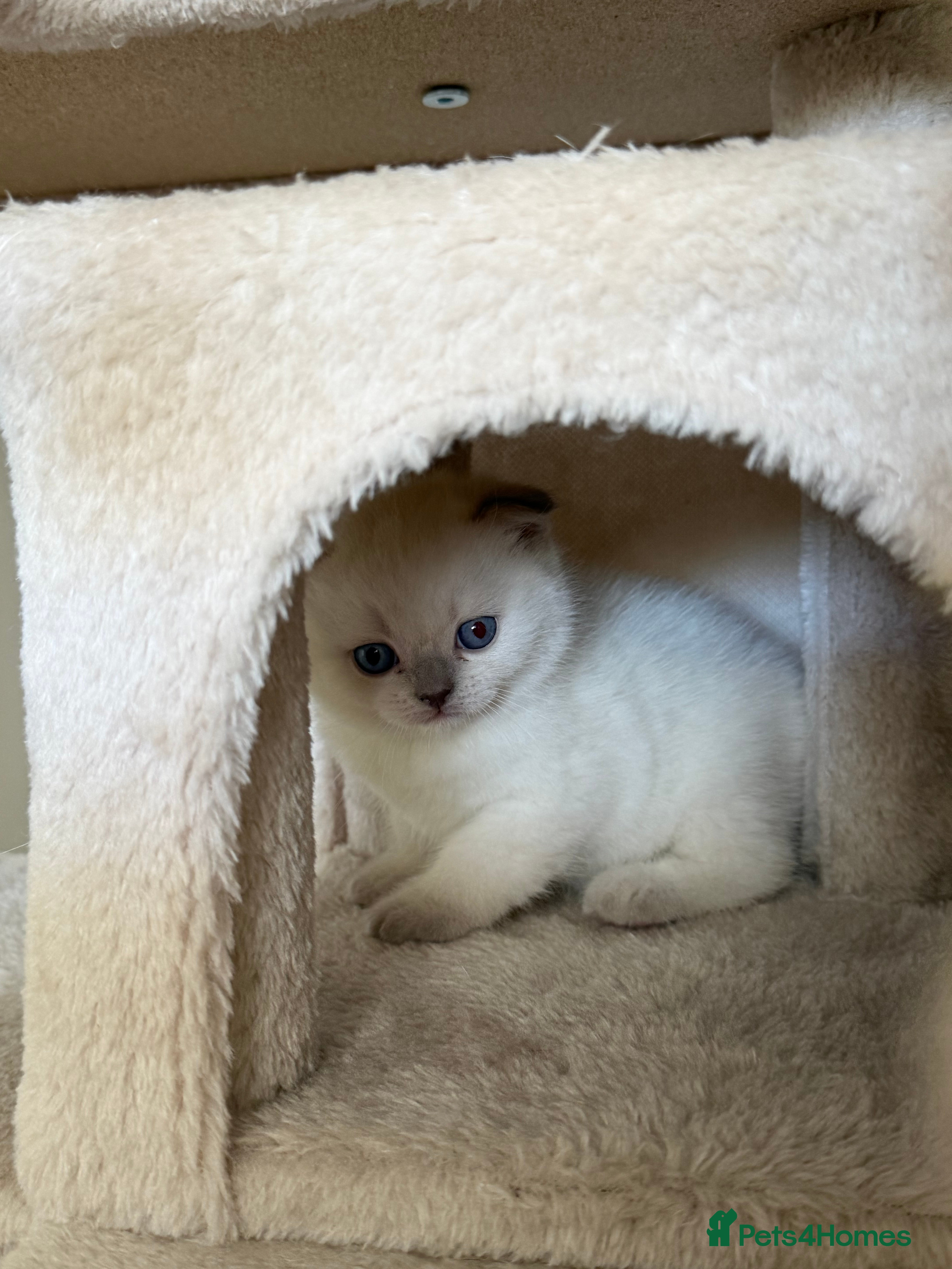 British Shorthair cats Two Scottish Fold and Two British Shorthair  - Advert 2