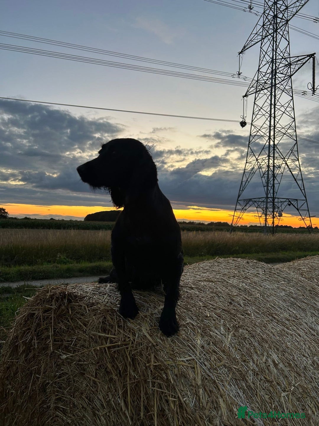 Cocker Spaniel dogs for sale: 2 year old kc registered FTHC working bitch  - Advert 3