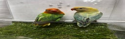 Lovebirds birds for sale: Beautiful mutation fisher opline lovebirds   - Advert 9