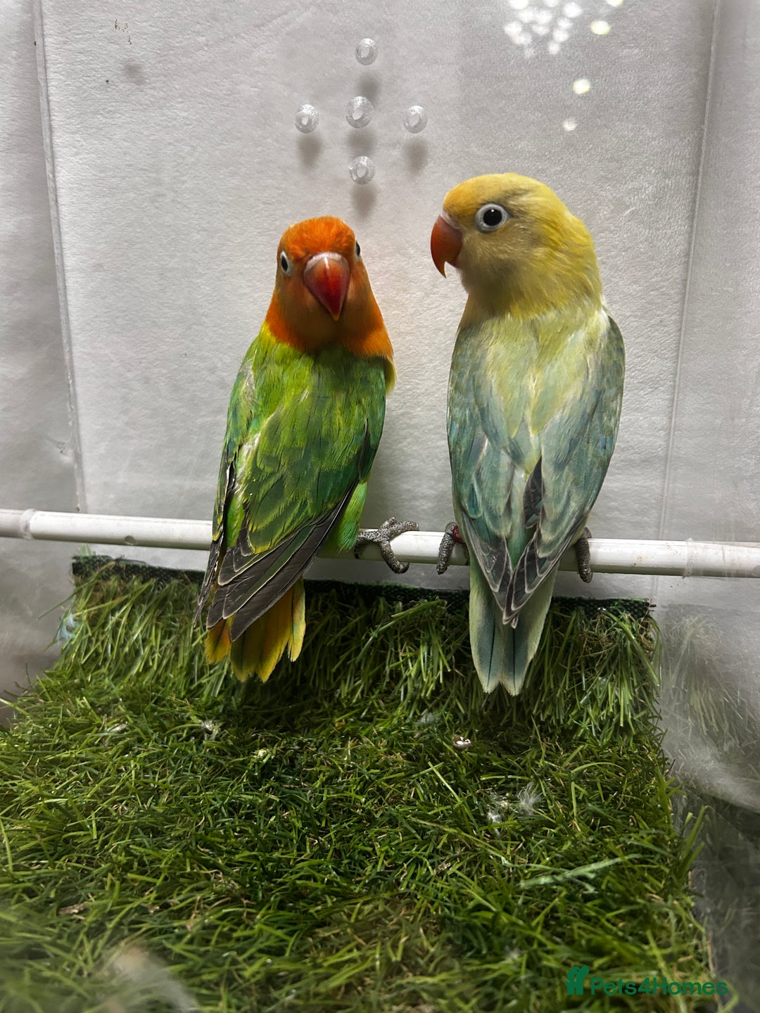 Lovebirds birds for sale: Beautiful mutation fisher opline lovebirds   - Advert 9
