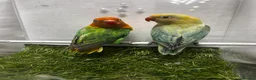 Lovebirds birds for sale: Beautiful mutation fisher opline lovebirds   - Advert 9