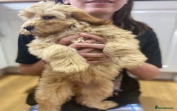 Aussiedoodle dogs for sale: Last Boy AussieDoodle Fully Vaccinated/Vet checked - Image 31