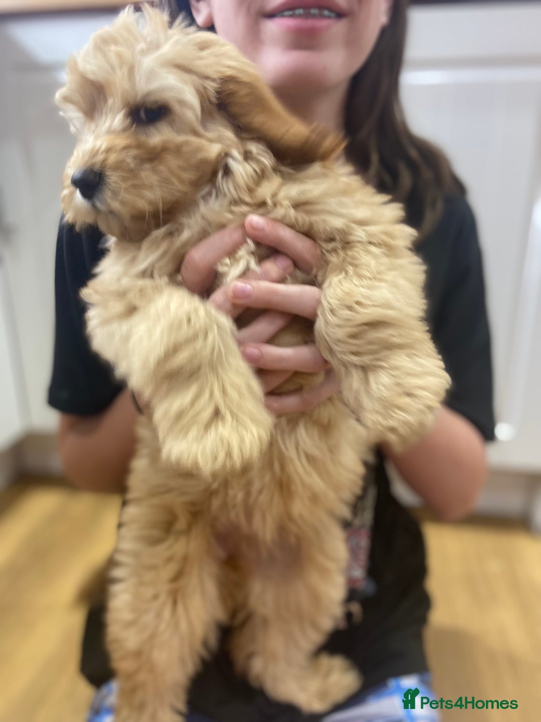 Aussiedoodle dogs for sale: Last Boy AussieDoodle Fully Vaccinated/Vet checked - Image 31