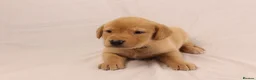 Labrador Retriever dogs for sale: 🐾🧡 BEAUTIFUL WORKING LABRADOR PUPPIES 🧡🐾 - Advert 5