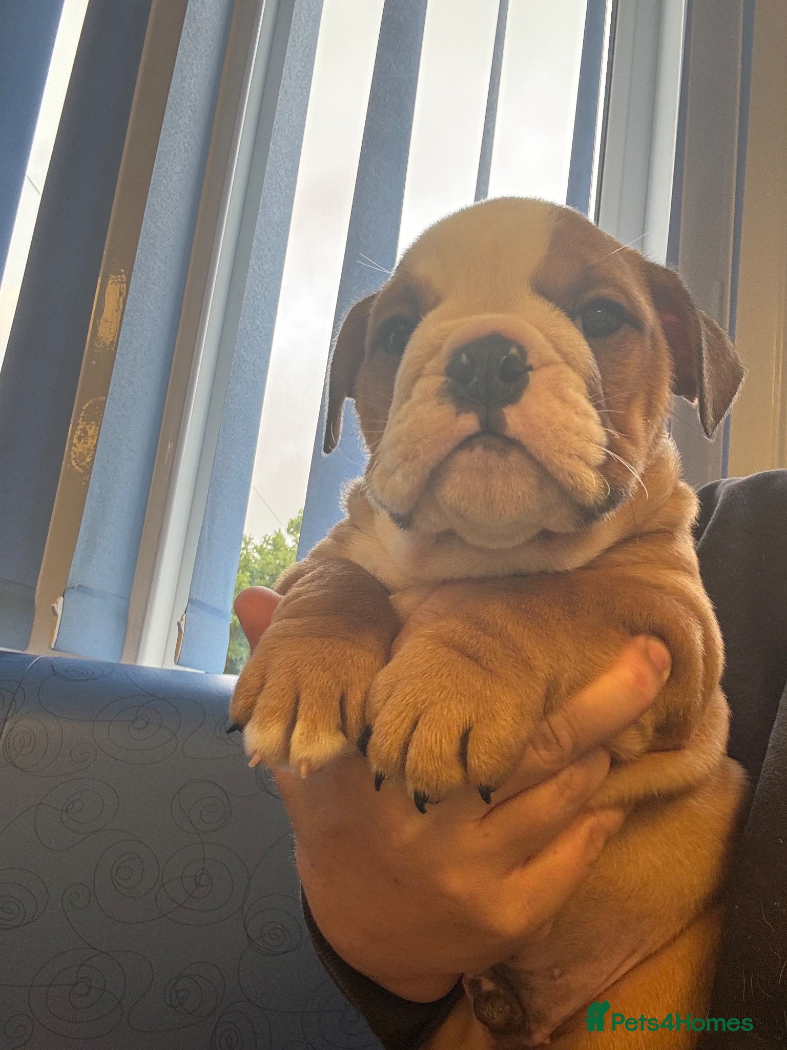 English Bulldog dogs Ready to leave this weekend  - Advert 14