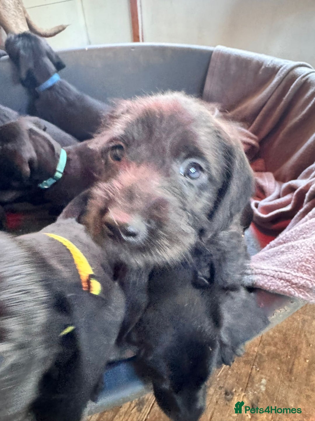 Mixed Breed dogs for sale: Doodle puppies for sale  - Advert 3