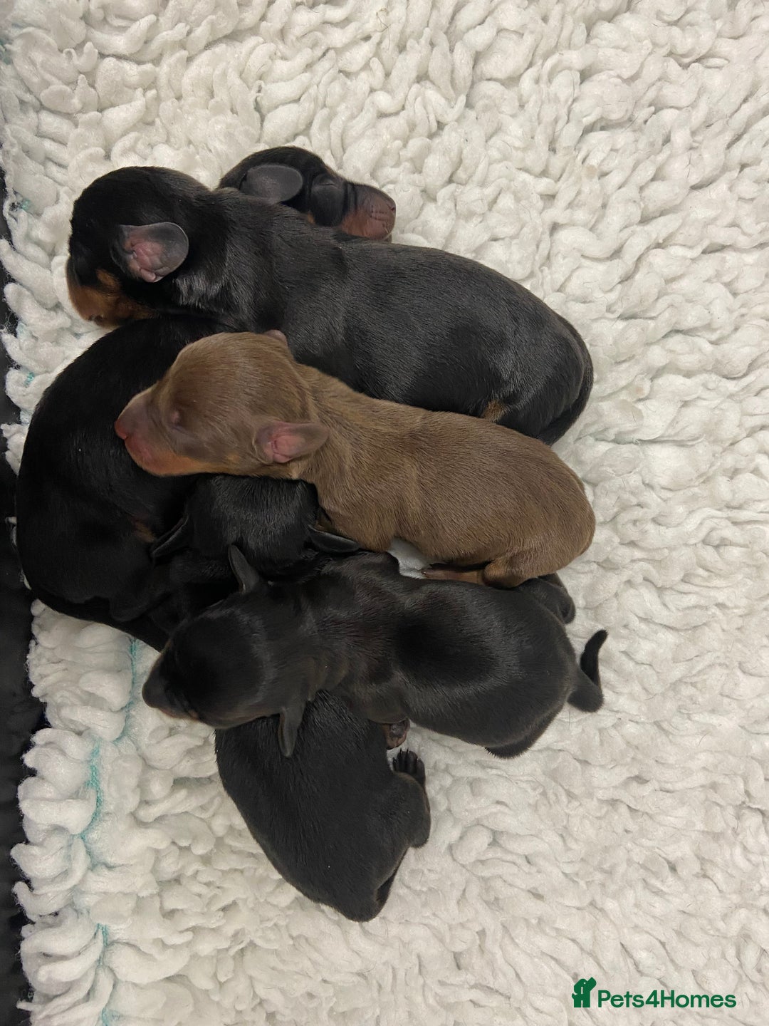 Miniature Dachshund dogs for sale: Miniature Smooth Dachshund Boy Puppies  - Advert 7