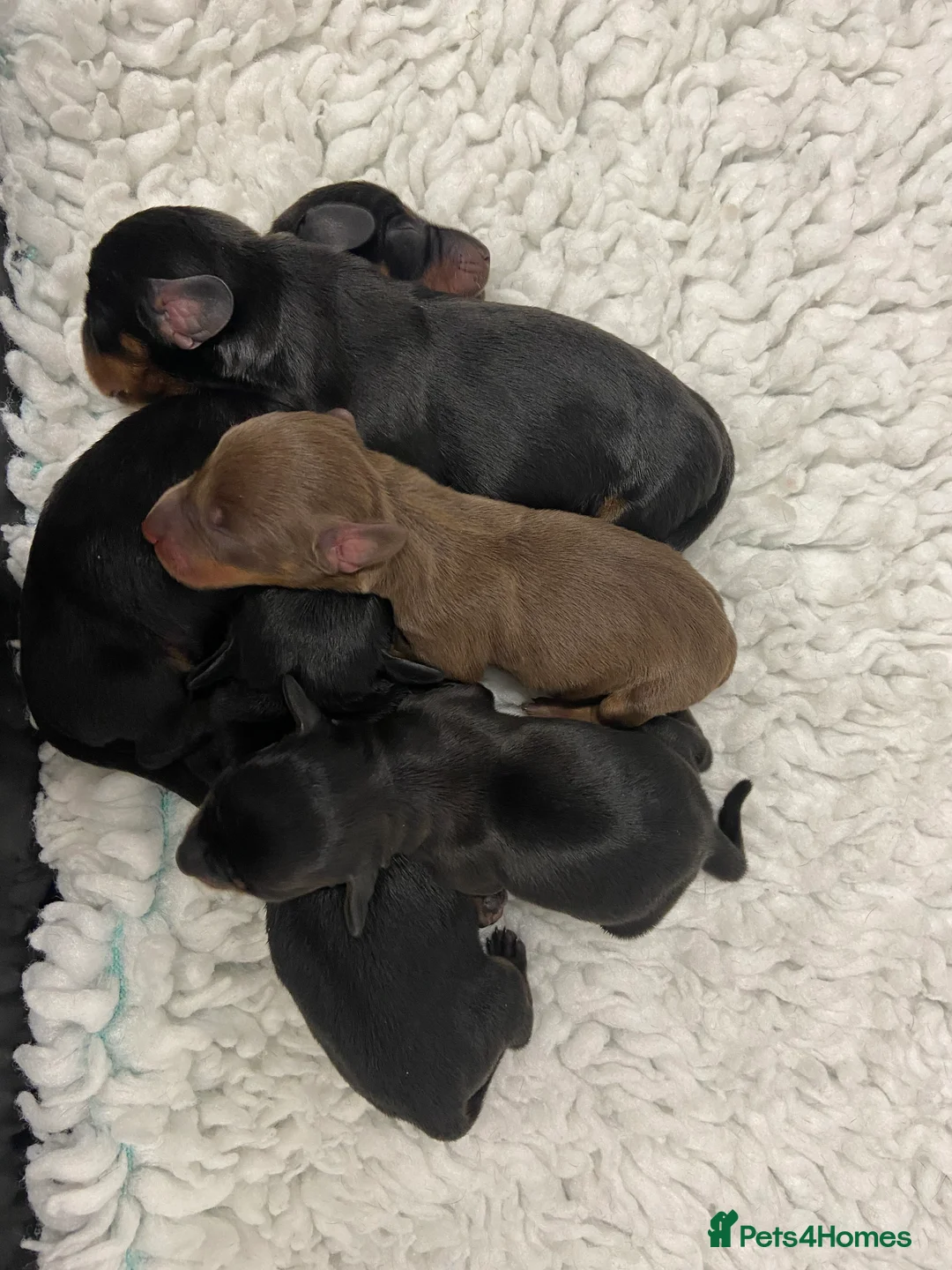 Miniature Dachshund dogs for sale: SOLD SOLD  Miniature Smooth Dachshund Puppues - Advert 9