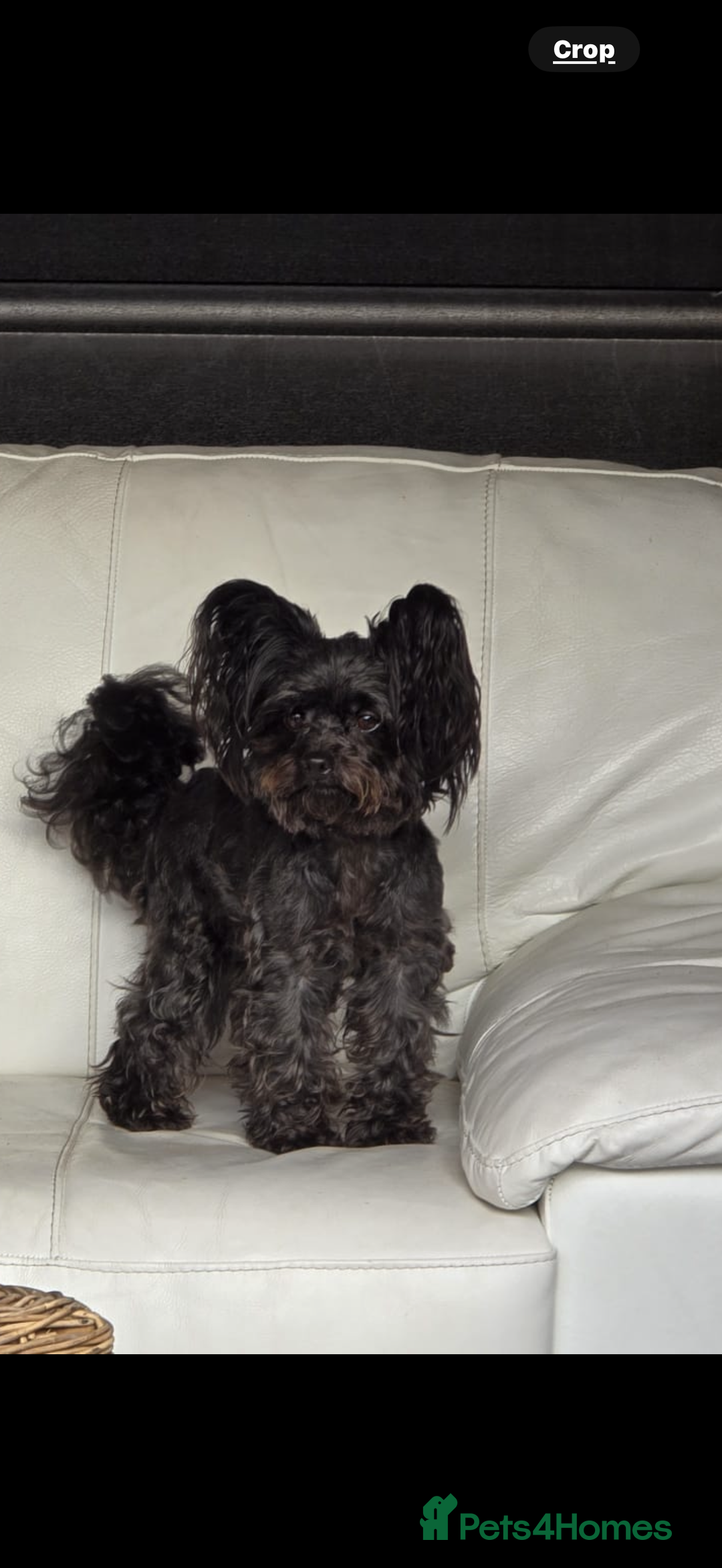 Yorkiepoo dogs for sale: Yorkipoos READY  **  EVE - Advert 2