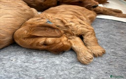 Goldendoodle dogs for sale: Stunning F2B Goldendoodles - Image 13