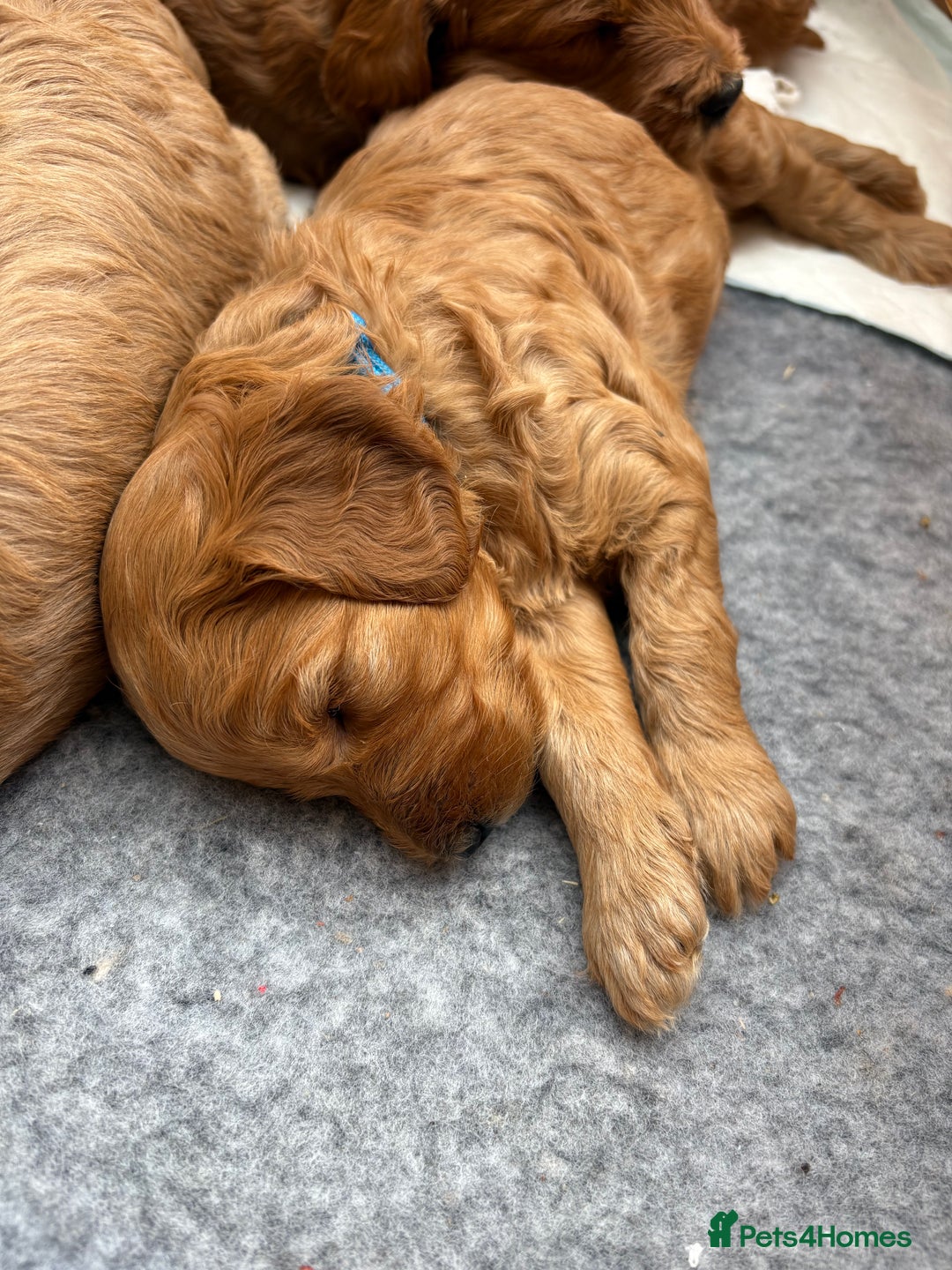 Goldendoodle dogs for sale: Stunning F2B Goldendoodles - Image 13