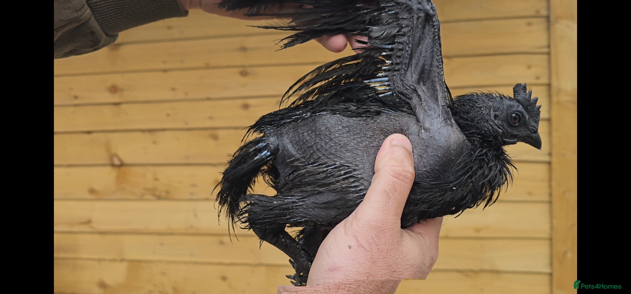 Chickens poultry for sale: Pure Indonesian Ayam Cemani Black Tongue in Newport - Advert 4