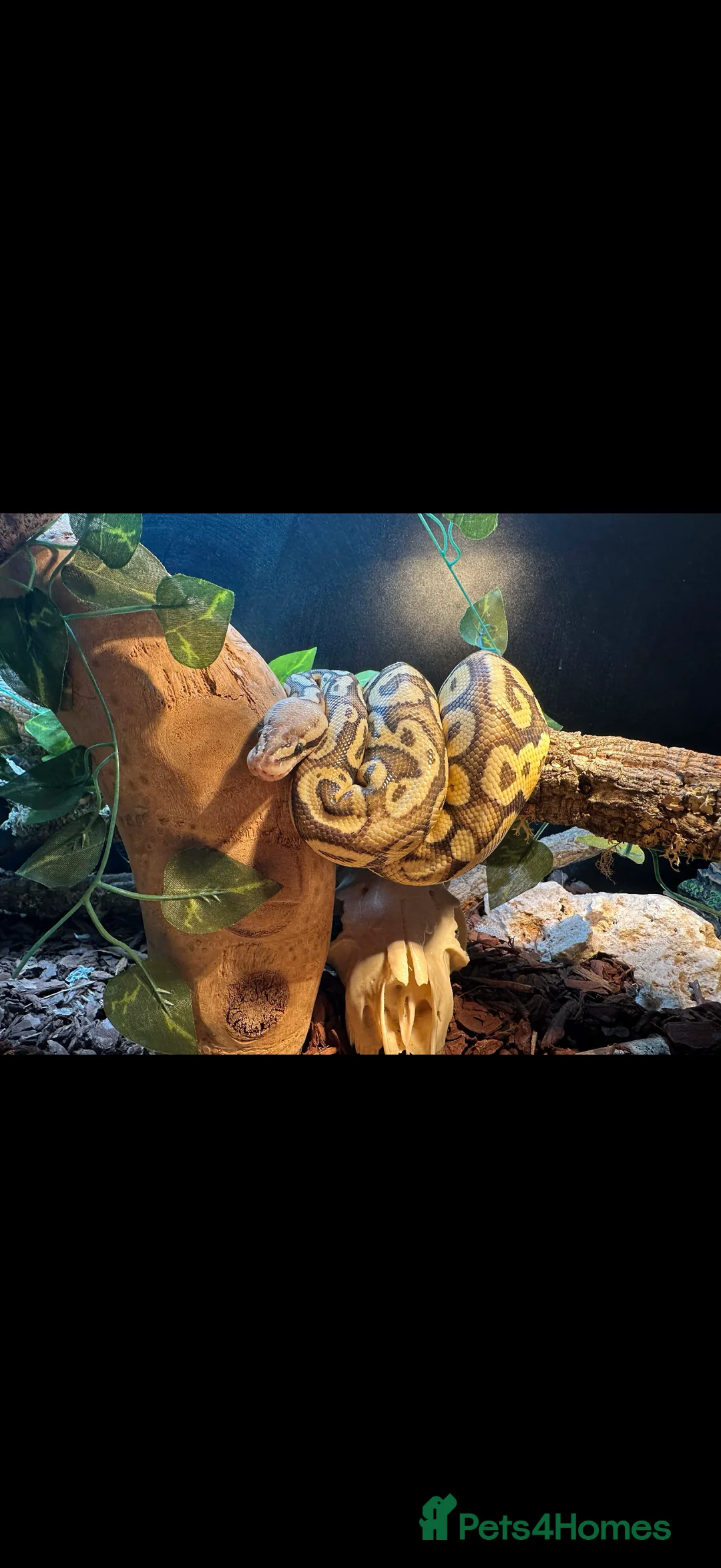 Python Snake reptiles for sale: Lucifer - Advert 1