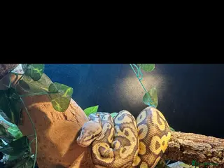 Python Snake reptiles Lucifer - Advert 1